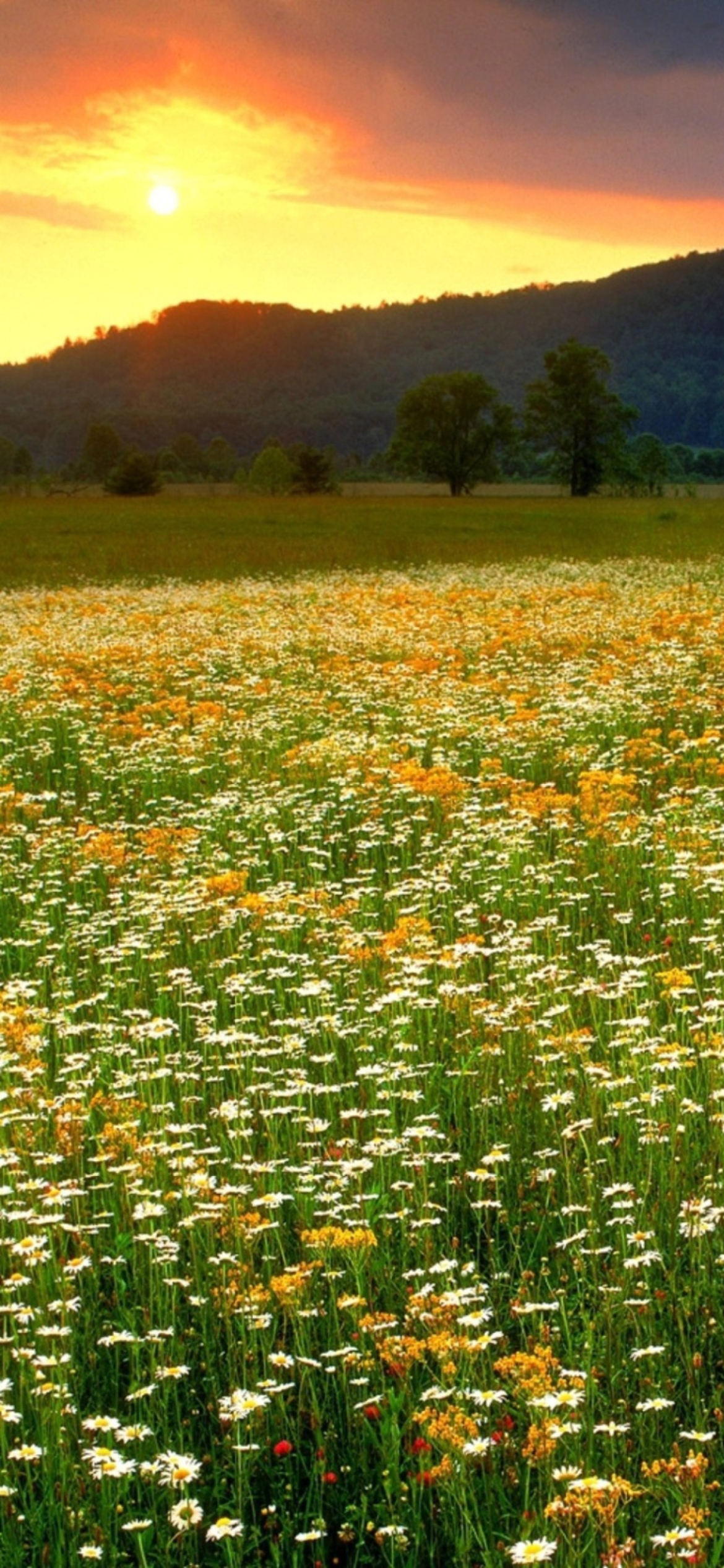 Sfondi Wild Flowers Field 1170x2532