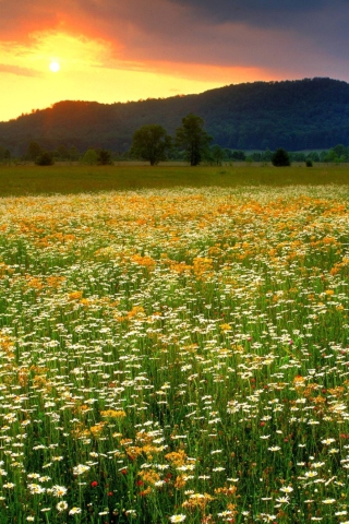 Fondo de pantalla Wild Flowers Field 320x480