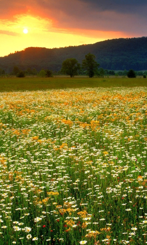 Wild Flowers Field wallpaper 480x800