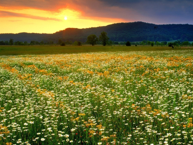 Обои Wild Flowers Field 640x480