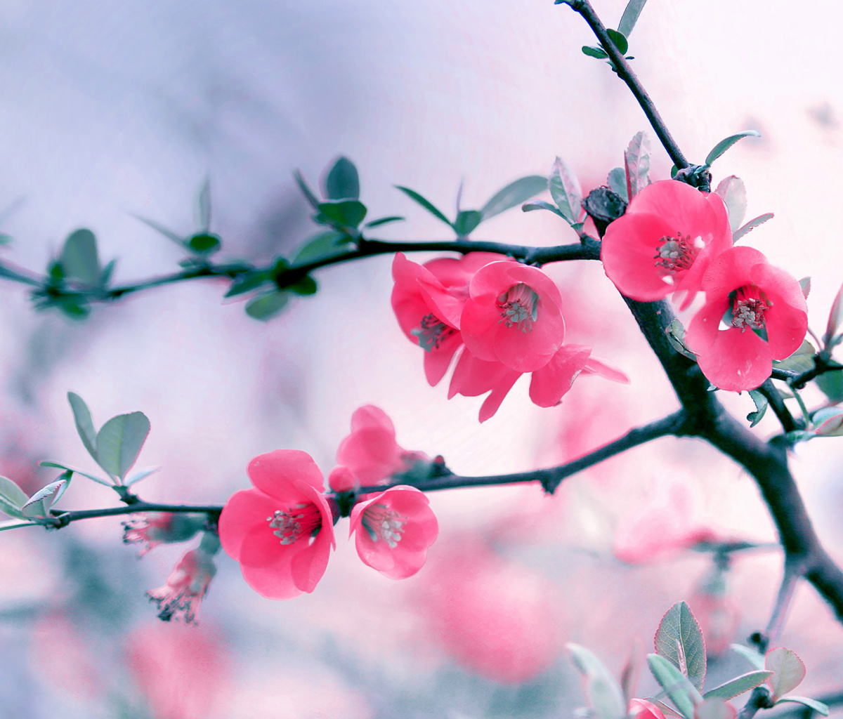 Das Pink Spring Flowers Wallpaper 1200x1024