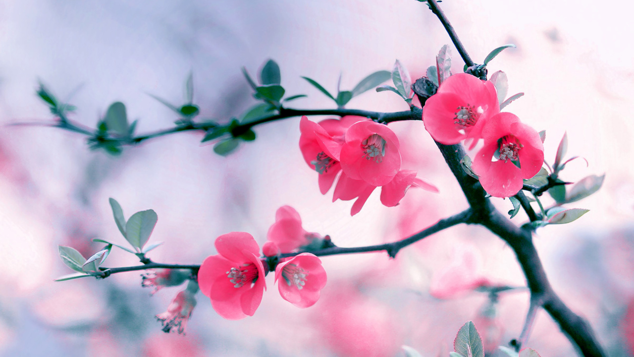 Das Pink Spring Flowers Wallpaper 1280x720