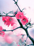 Sfondi Pink Spring Flowers 132x176