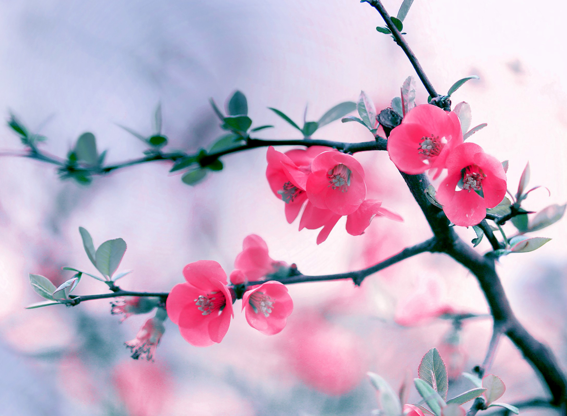 Fondo de pantalla Pink Spring Flowers 1920x1408