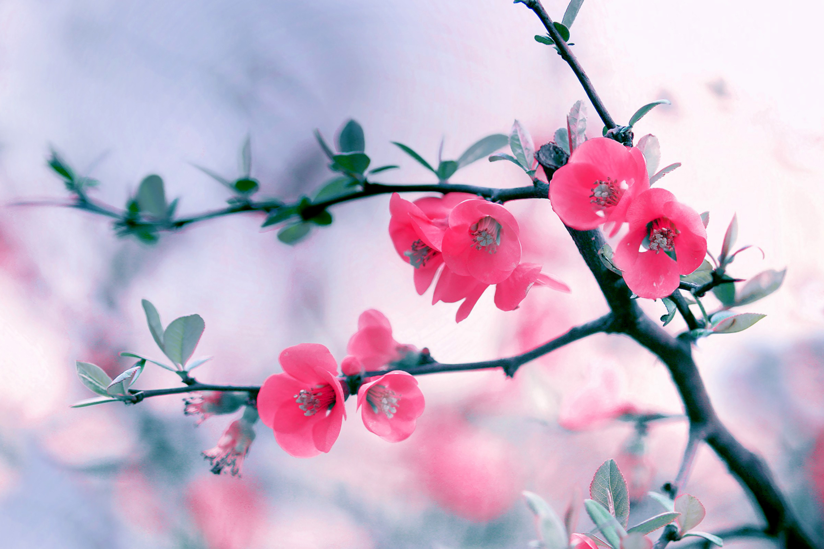 Обои Pink Spring Flowers 2880x1920