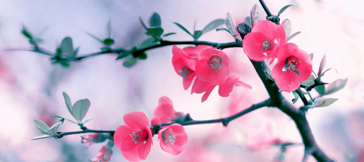 Das Pink Spring Flowers Wallpaper 720x320