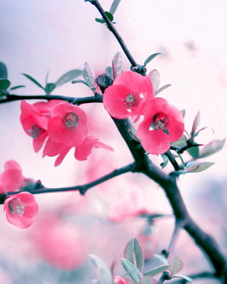 Kostenloses Pink Spring Flowers Wallpaper für 240x320