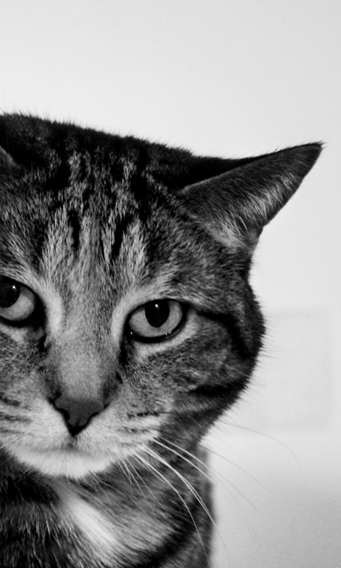 Cat wallpaper 480x800