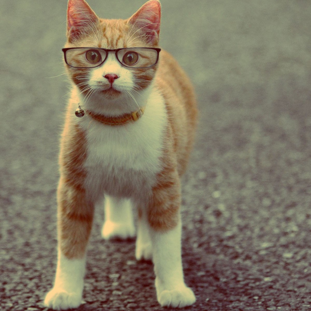Обои Funny Cat Wearing Glasses 1024x1024