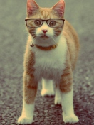 Das Funny Cat Wearing Glasses Wallpaper 132x176