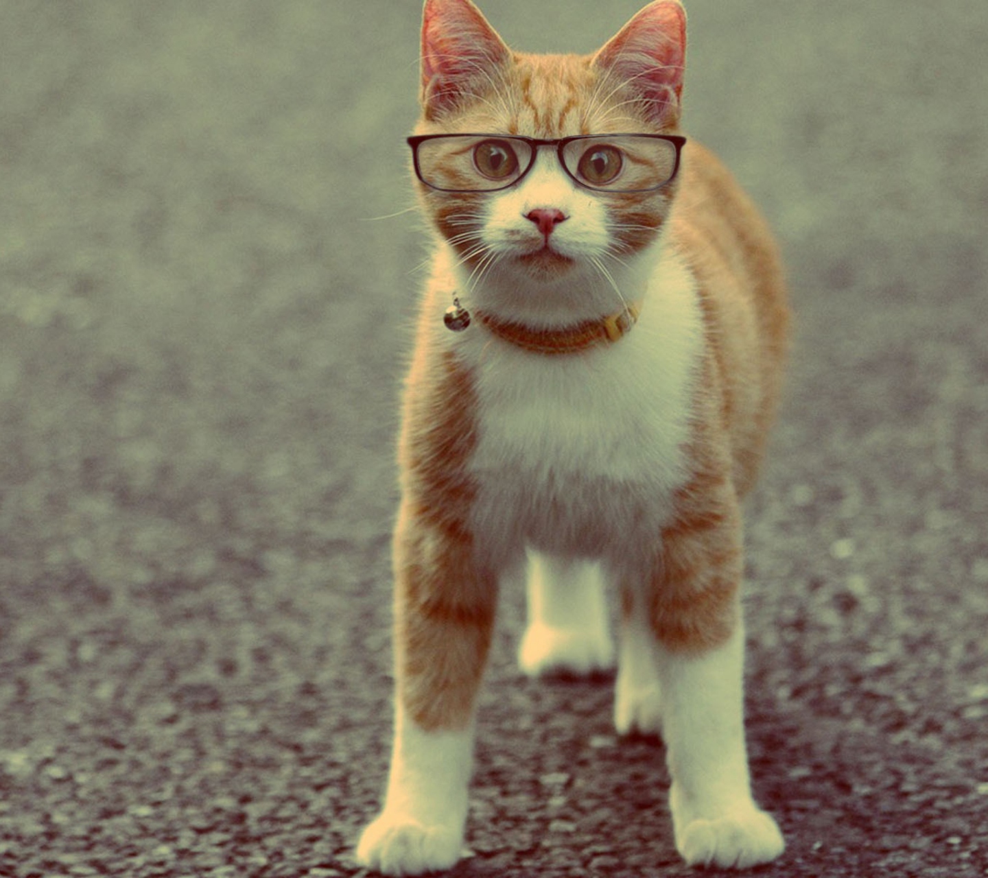 Fondo de pantalla Funny Cat Wearing Glasses 1440x1280