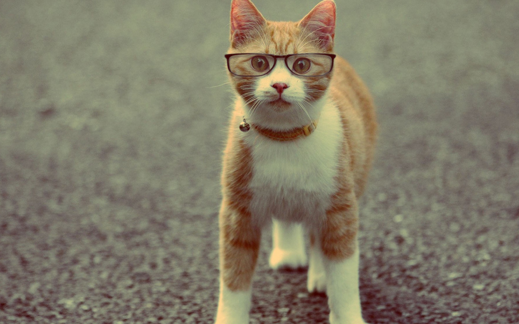 Funny Cat Wearing Glasses wallpaper 1680x1050