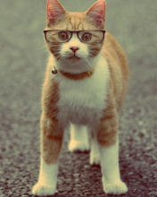 Funny Cat Wearing Glasses wallpaper 176x220