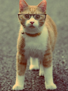 Funny Cat Wearing Glasses wallpaper 240x320