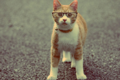 Обои Funny Cat Wearing Glasses 480x320