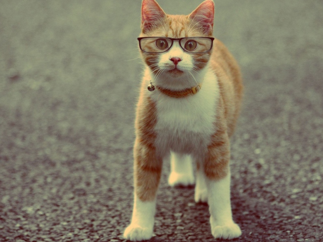 Das Funny Cat Wearing Glasses Wallpaper 640x480