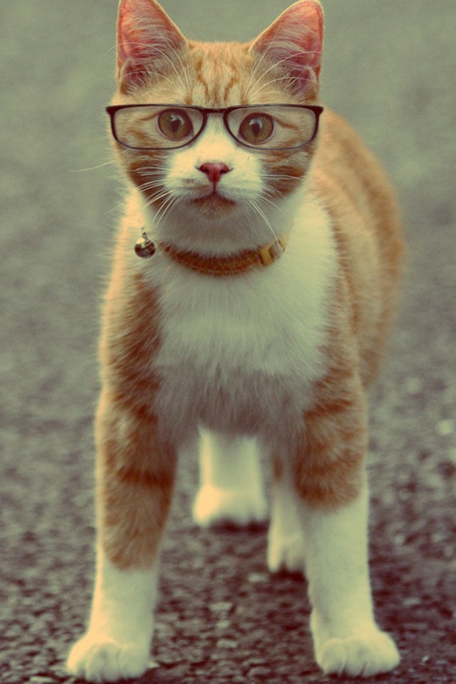 Das Funny Cat Wearing Glasses Wallpaper 640x960