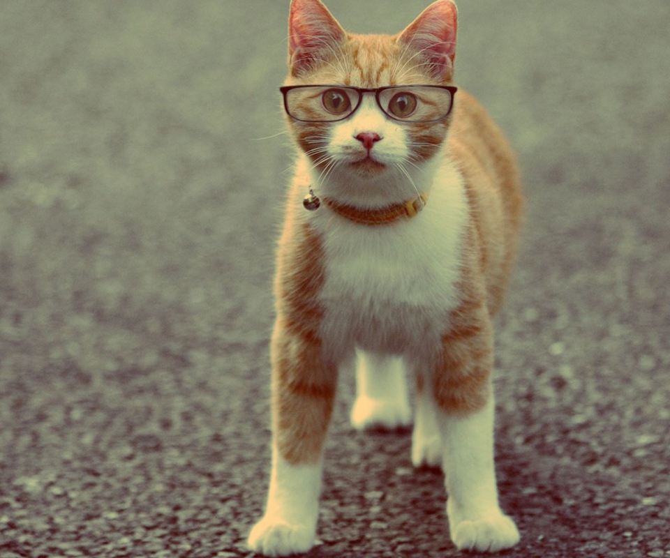 Das Funny Cat Wearing Glasses Wallpaper 960x800