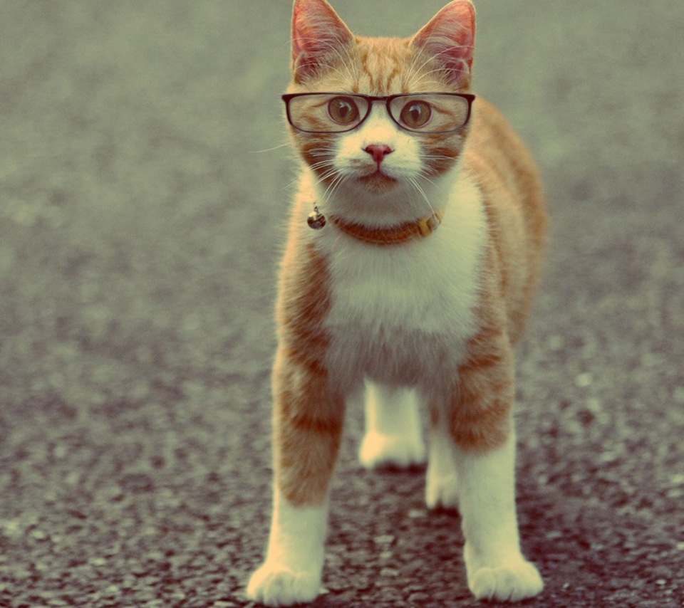 Funny Cat Wearing Glasses screenshot #1 960x854