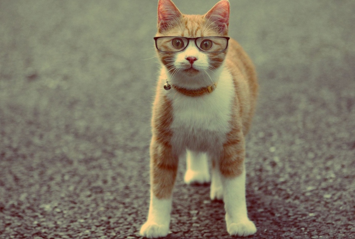 Funny Cat Wearing Glasses wallpaper