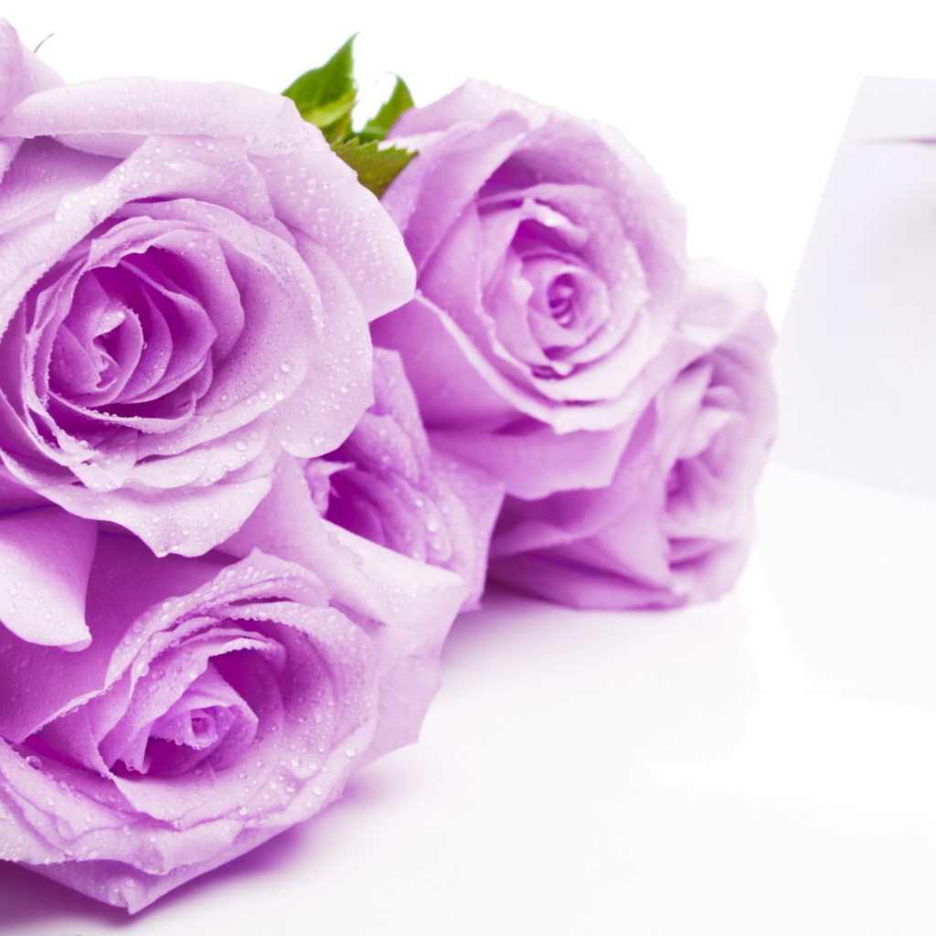 Fondo de pantalla Purple Roses 1024x1024