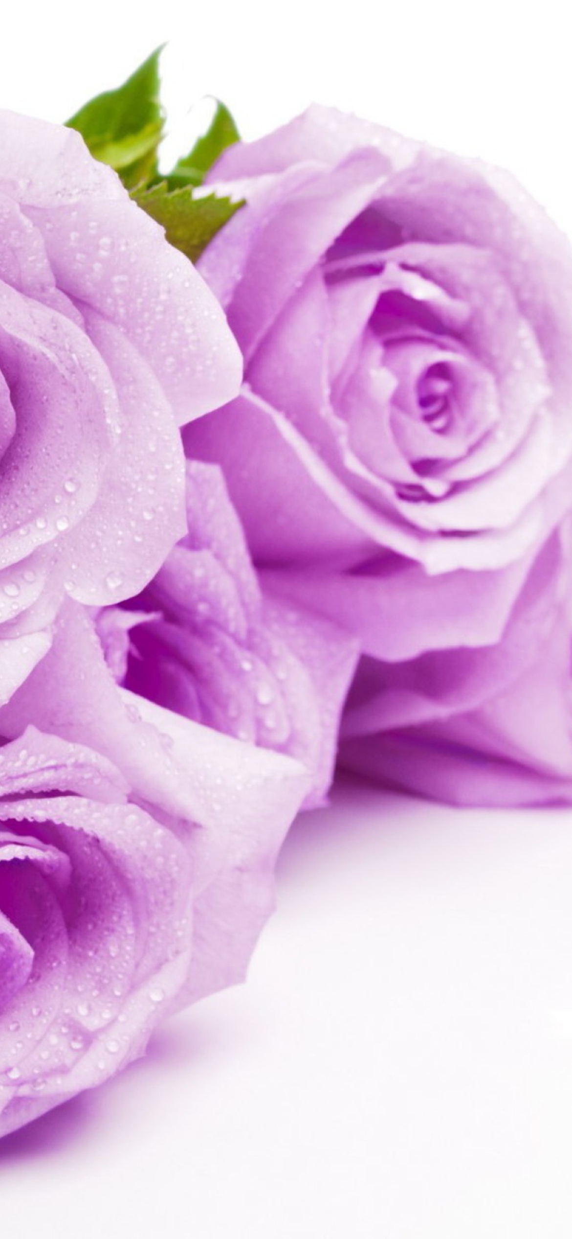 Das Purple Roses Wallpaper 1170x2532