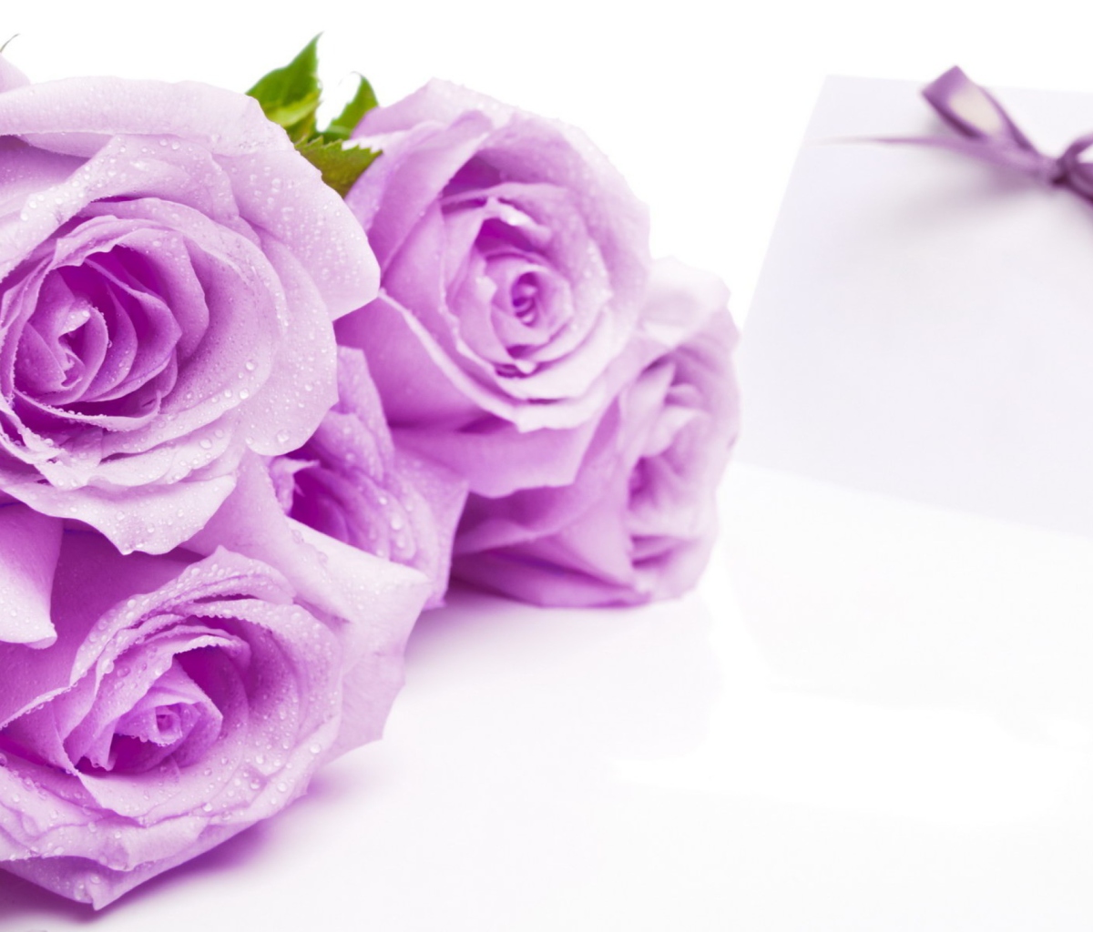 Fondo de pantalla Purple Roses 1200x1024