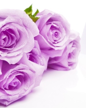 Fondo de pantalla Purple Roses 176x220