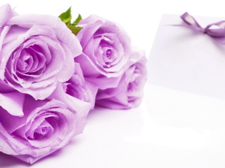 Fondo de pantalla Purple Roses 320x240