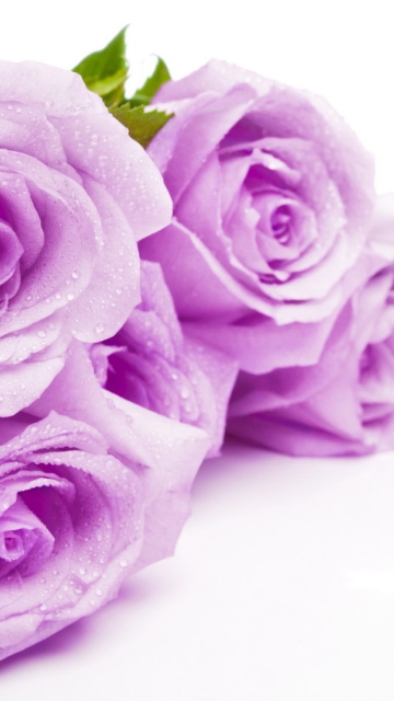 Sfondi Purple Roses 360x640