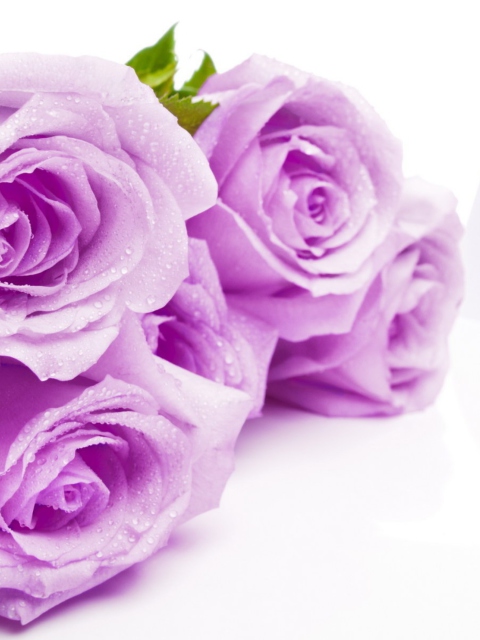 Fondo de pantalla Purple Roses 480x640