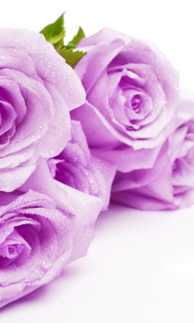 Purple Roses wallpaper 768x1280