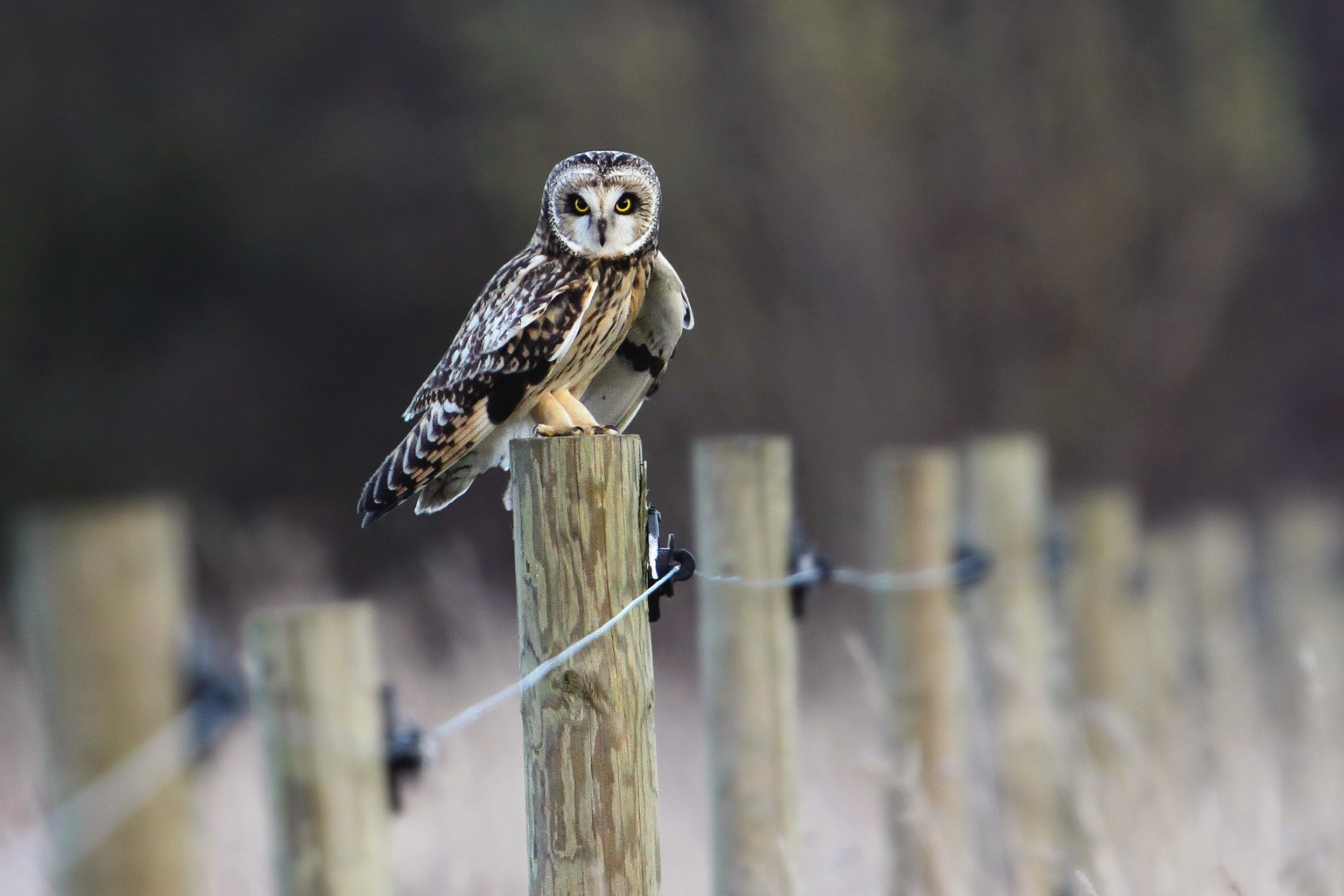 Wood Owl wallpaper 2880x1920