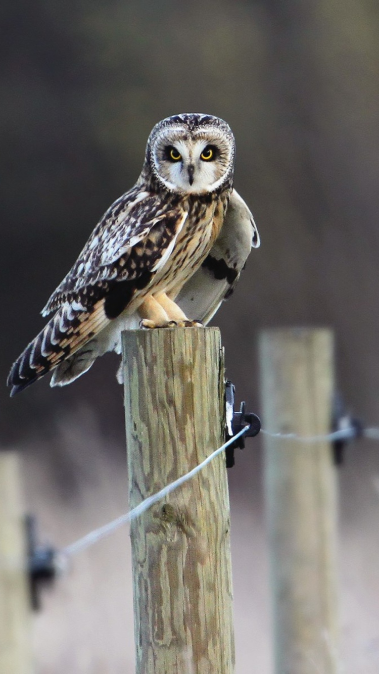 Sfondi Wood Owl 750x1334