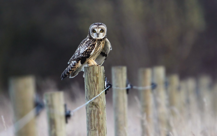 Sfondi Wood Owl