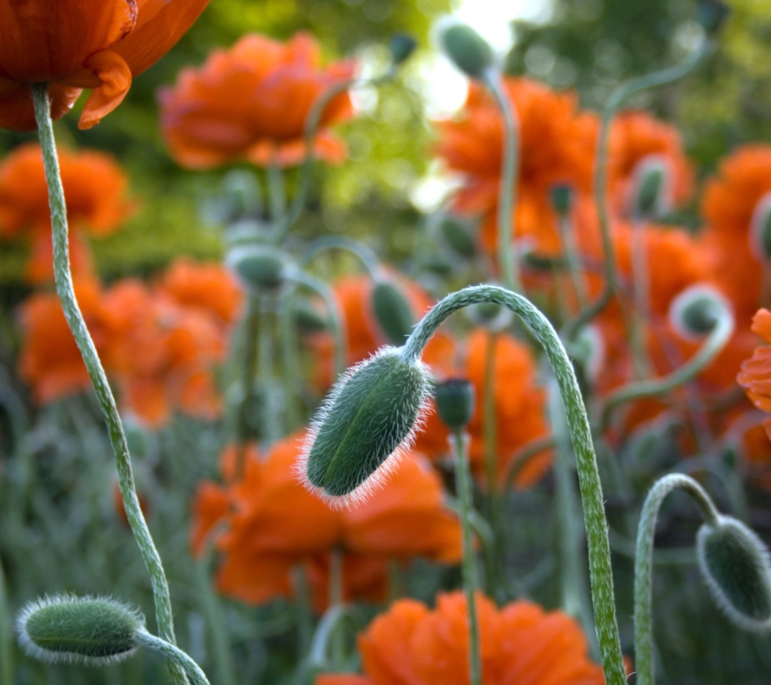 Sfondi Poppy Flowers In Field 1080x960