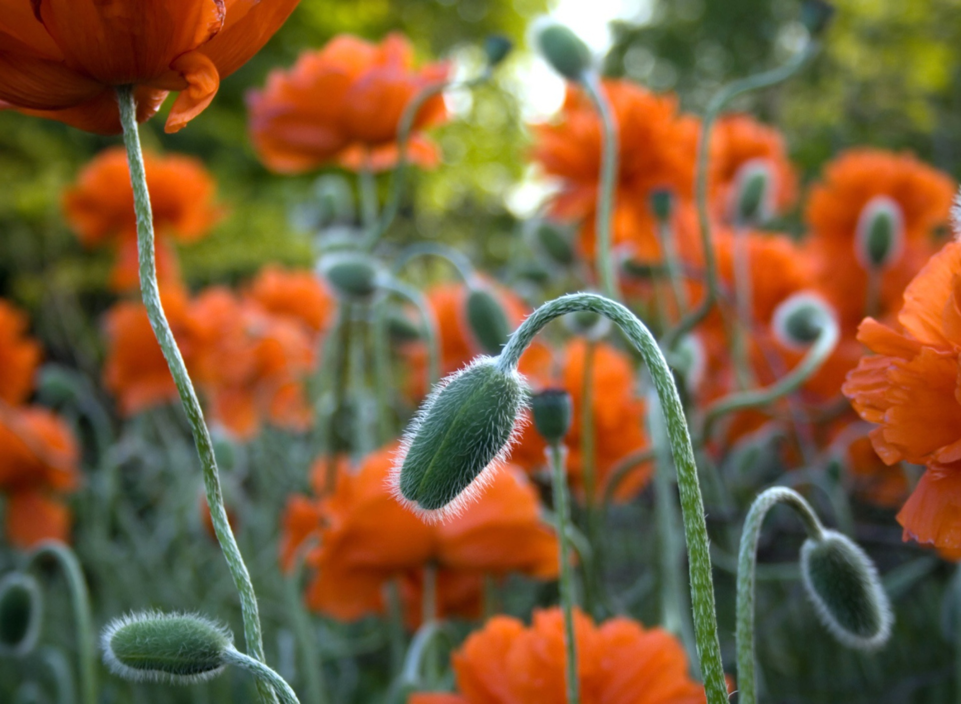 Poppy Flowers In Field screenshot #1 1920x1408