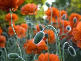 Poppy Flowers In Field screenshot #1 320x240