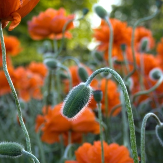 Kostenloses Poppy Flowers In Field Wallpaper für iPad 2