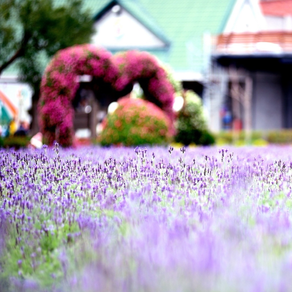 Fondo de pantalla Purple Macro Flowers 1024x1024
