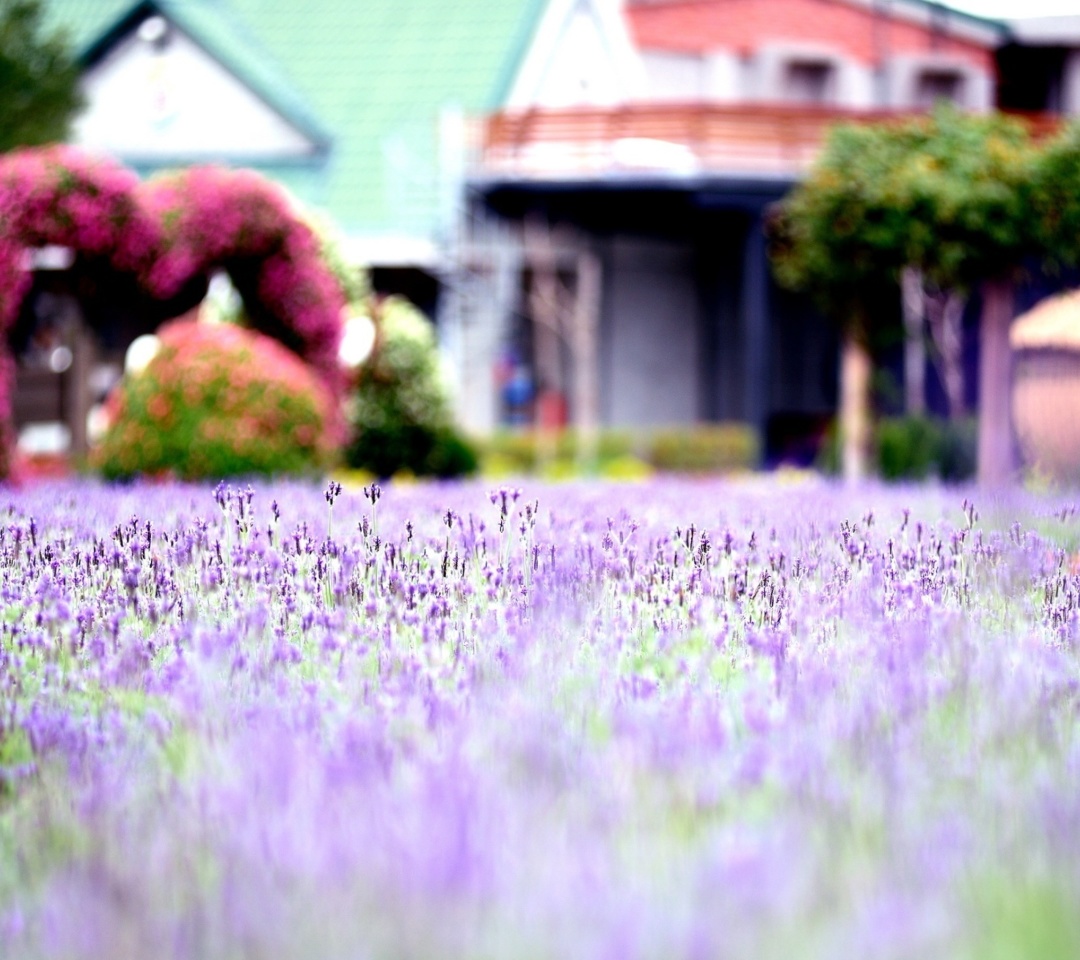 Sfondi Purple Macro Flowers 1080x960