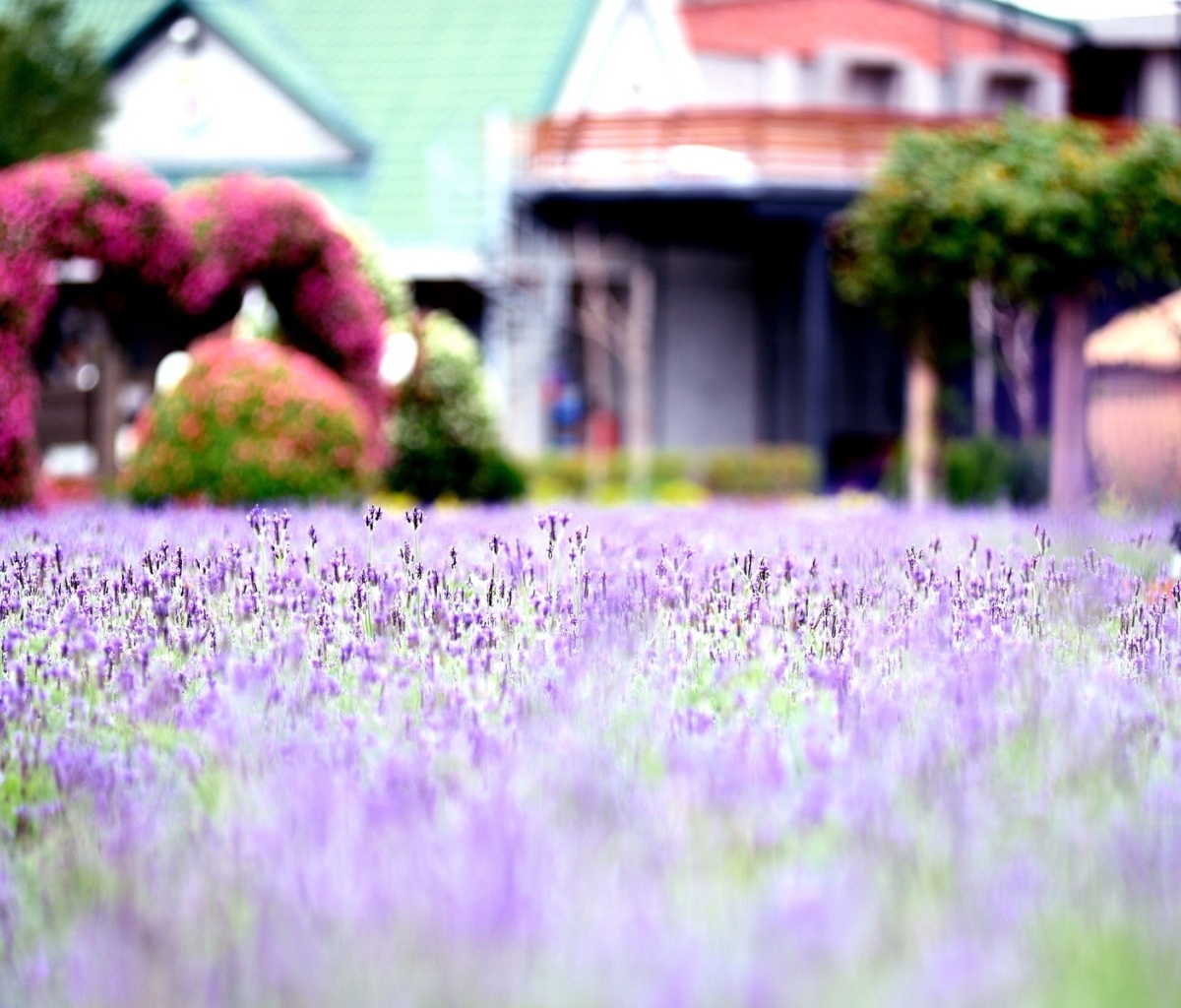 Purple Macro Flowers screenshot #1 1200x1024