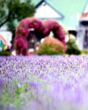 Fondo de pantalla Purple Macro Flowers 128x160