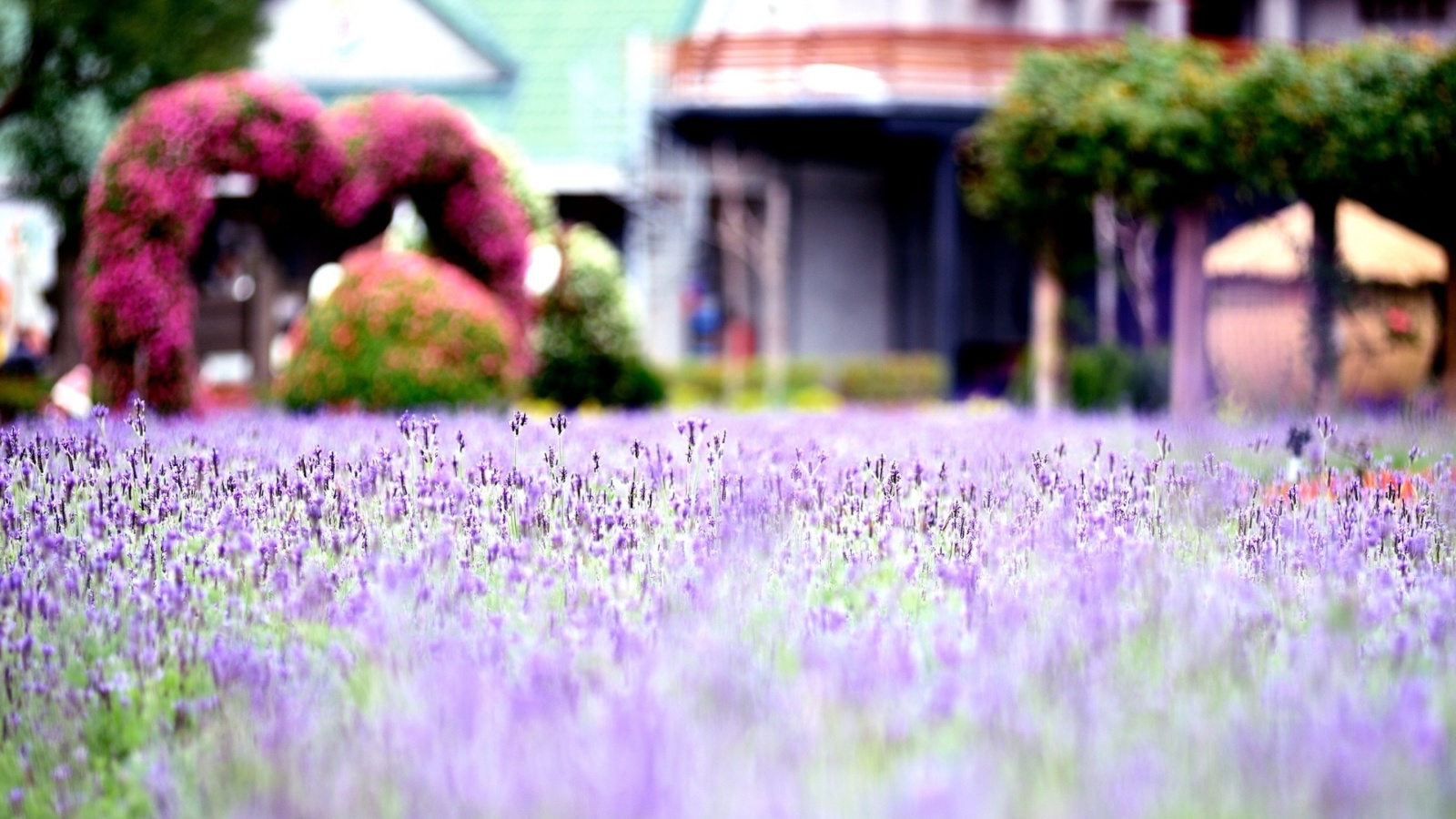 Purple Macro Flowers screenshot #1 1600x900