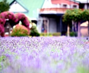 Fondo de pantalla Purple Macro Flowers 176x144
