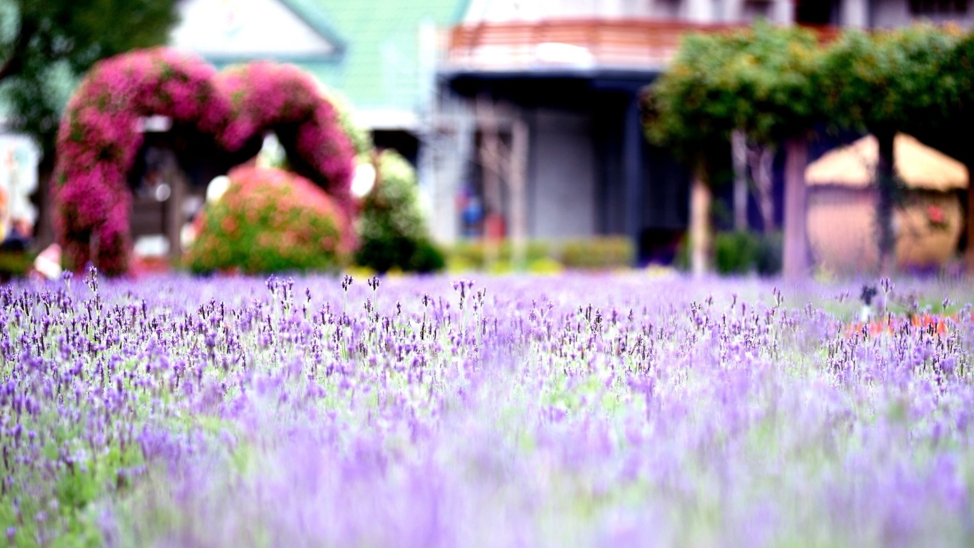 Sfondi Purple Macro Flowers 1920x1080