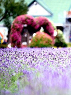 Screenshot №1 pro téma Purple Macro Flowers 240x320