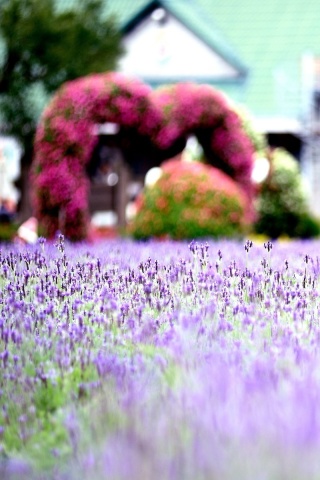 Fondo de pantalla Purple Macro Flowers 320x480