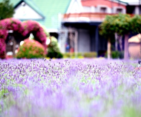 Sfondi Purple Macro Flowers 480x400
