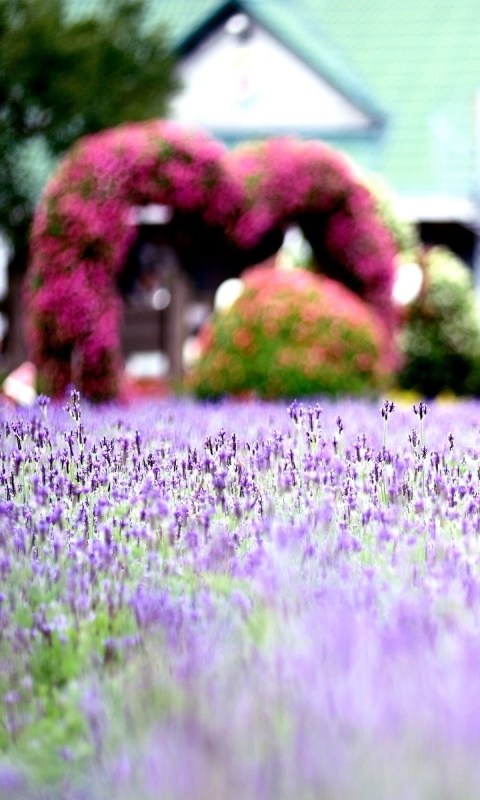 Обои Purple Macro Flowers 480x800